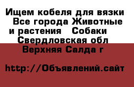 Ищем кобеля для вязки - Все города Животные и растения » Собаки   . Свердловская обл.,Верхняя Салда г.